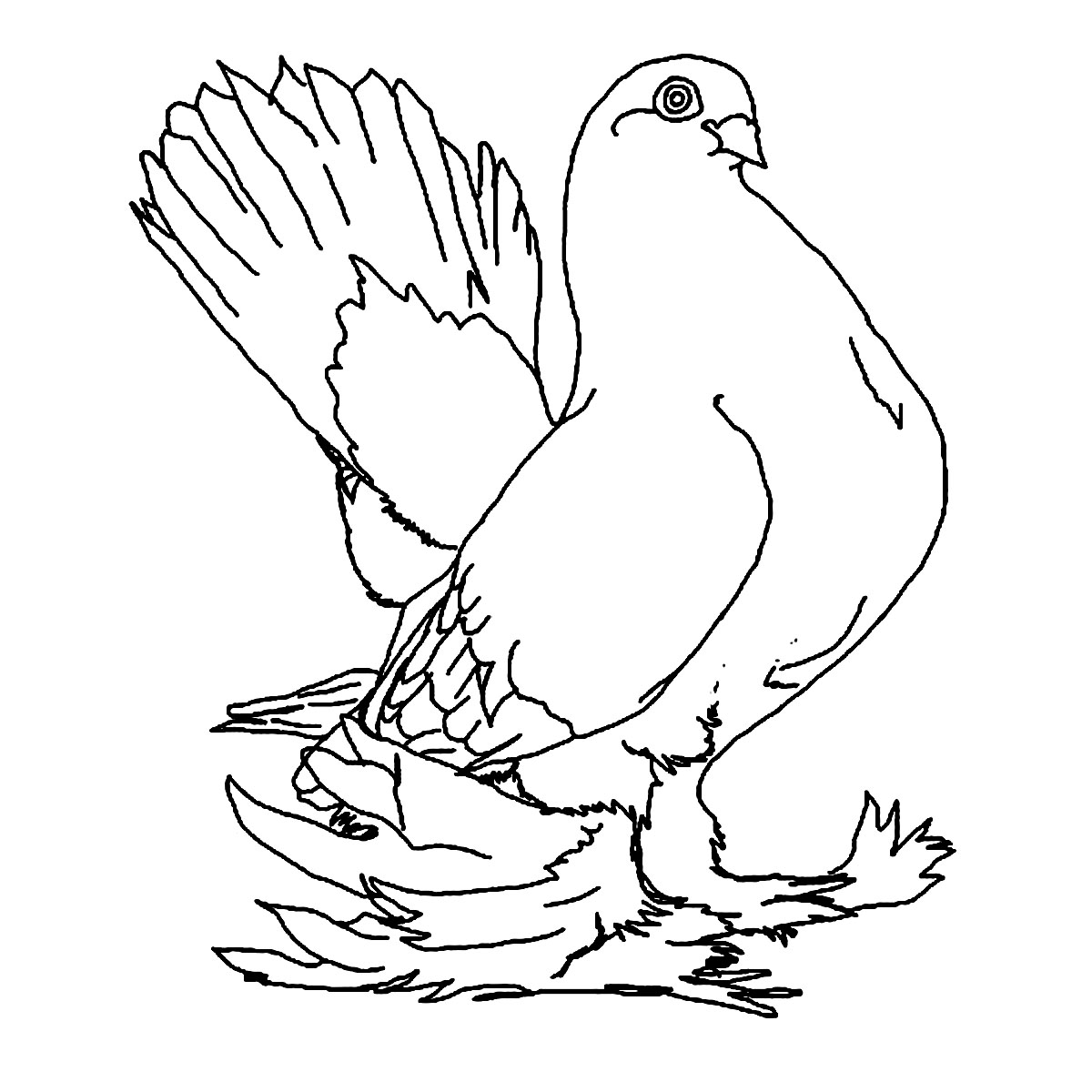 1200x1200 Free Printable Pigeon Coloring Pages For Kids