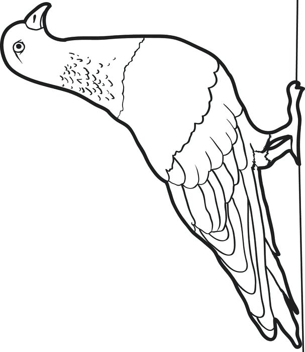 607x700 Pigeon Coloring Pages Messenger Pigeon Pigeon Presents Coloring
