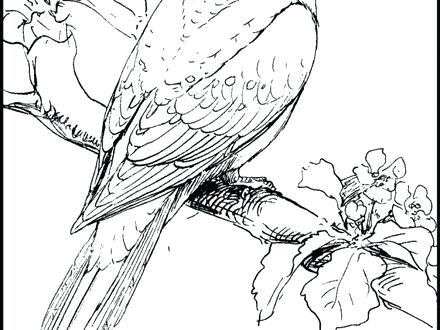 440x330 Pigeon And Duckling Coloring Pages