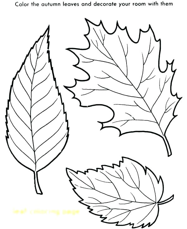 600x734 Leaf Coloring Pages Printable Leaf Coloring Pages Printable Leaf