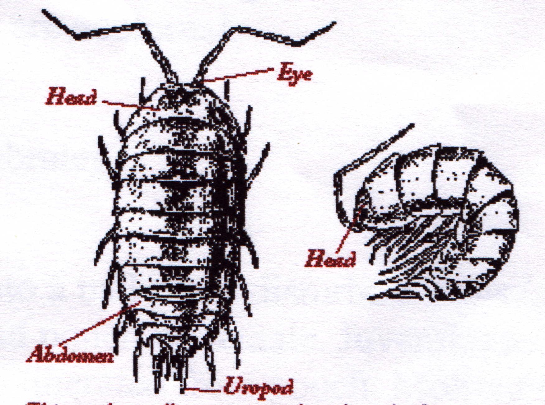 1752x1302 Drawn Bug Pill Bug Many Interesting Cliparts