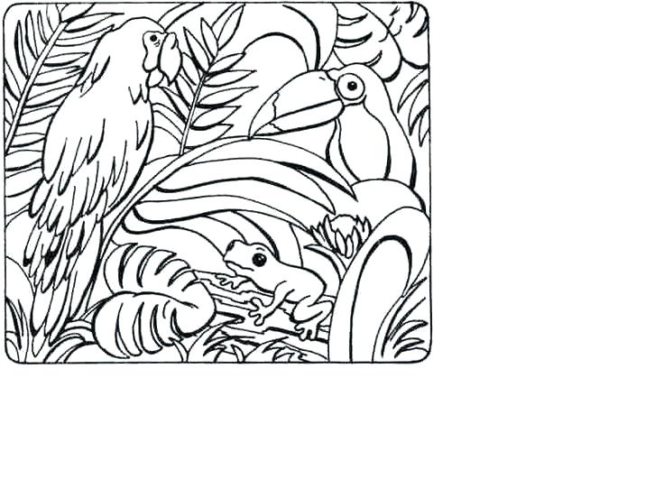 736x552 Tropical Rainforest Coloring Page Animals Pages Pin Drawn Awesome