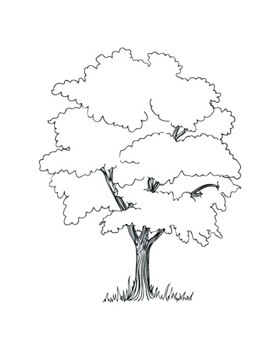 550x711 Family Tree Coloring Page Trees For Coloring Family Tree Coloring