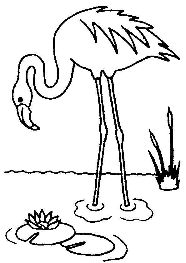 595x842 Flamingo Coloring Pages Dibujos Animales