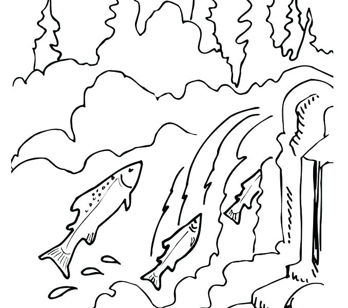 678x600 Pink Coloring Page Salmon Coloring Page Salmon Coloring Pages