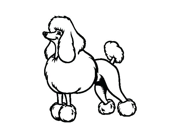 600x470 Poodle Coloring Page Snooty Poodle Coloring Page Poodle Puppy