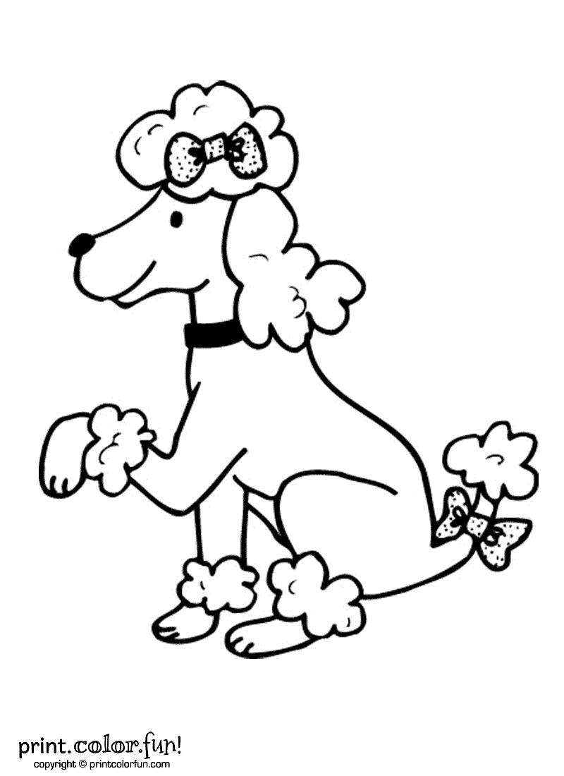 800x1100 Poodle Dog Print Color Fun! Free Printables, Coloring Pages