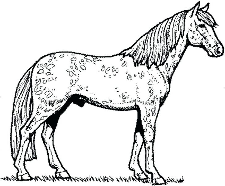 728x601 Mustang Horse Coloring Pages Pictures Funny In Horses Page How