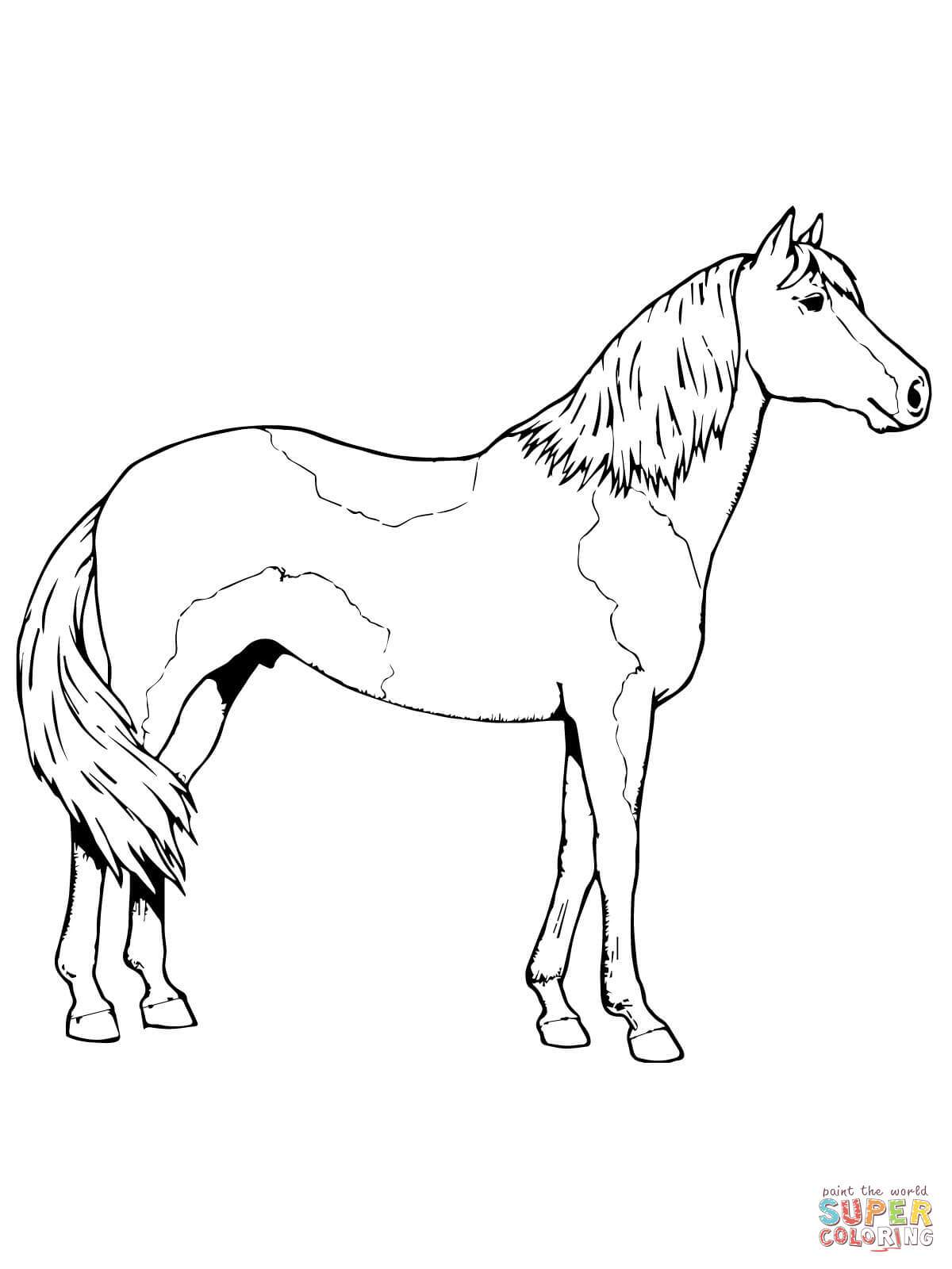 Pinto Horse Coloring Pages at GetDrawings | Free download