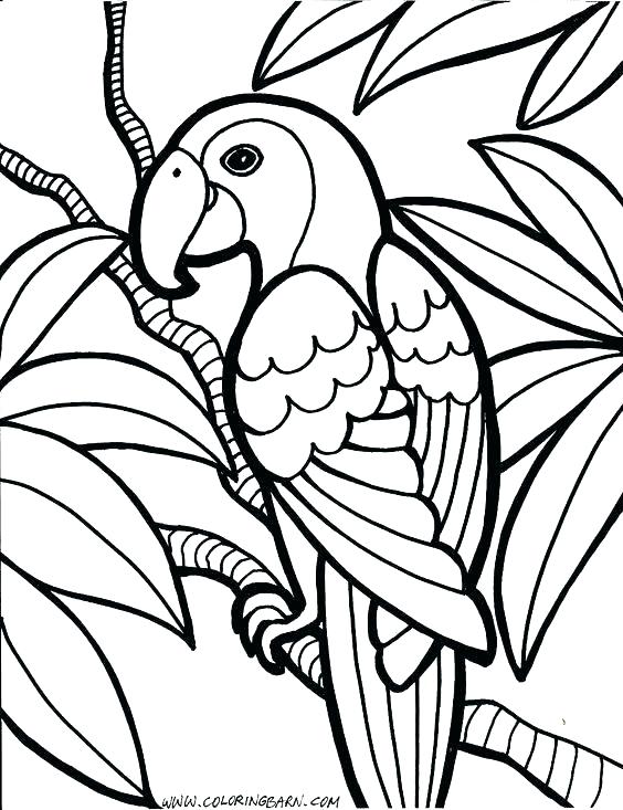 564x733 Parrot Coloring Pages Drawn Parrot Coloring Book Pittsburgh Pirate