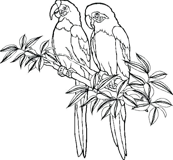 590x546 Parrot Coloring Sheet Parrot Coloring Pages Parrot Coloring Pages