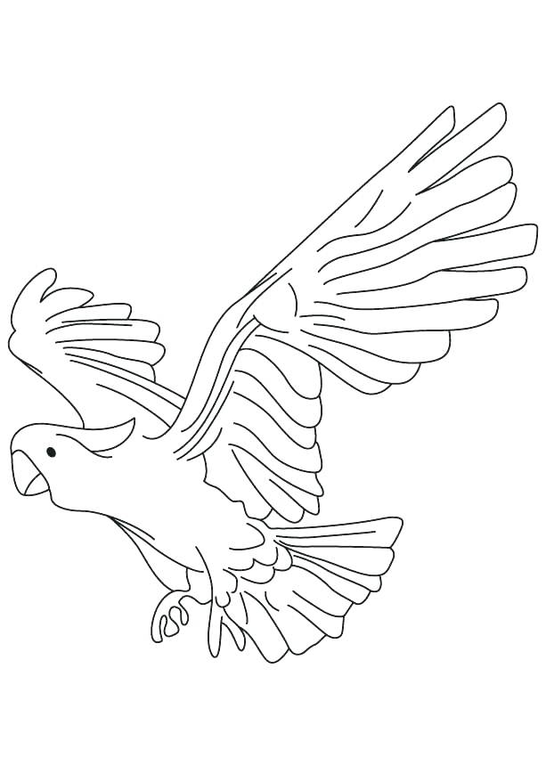 613x860 Parrot Coloring Pages Cockatoo Parrot Coloring Pages Pittsburgh
