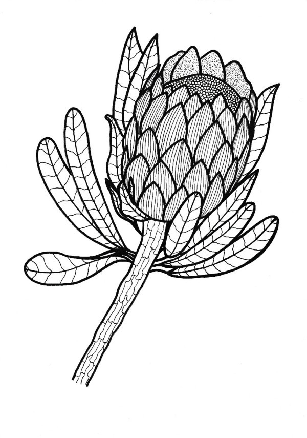 600x855 Free Adult Coloring Pages Thriftyfun