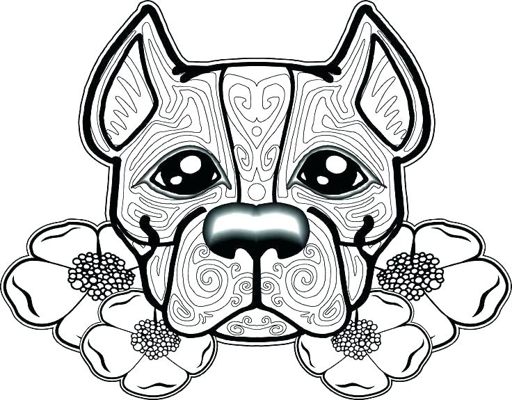 736x575 Pit Bull Coloring Pages