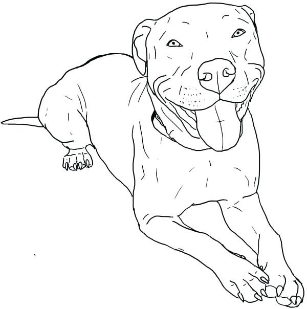 600x604 American Pitbull Coloring Pages Coloring Pages Coloring Pages
