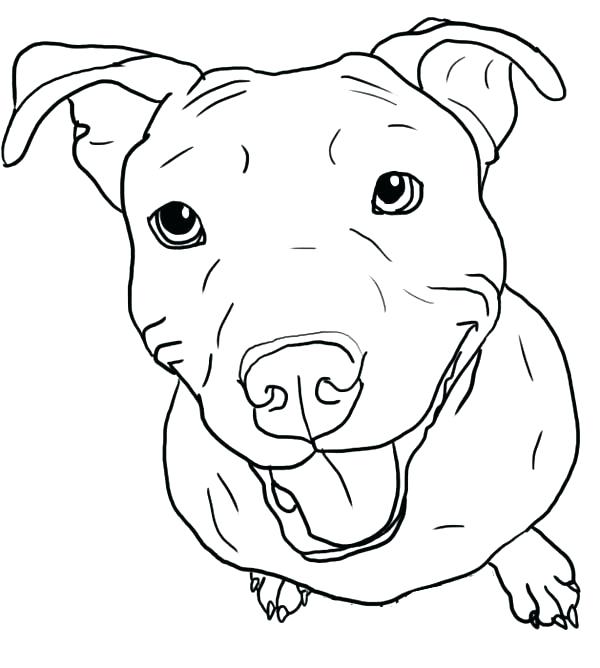 600x668 Pitbull Coloring Page Coloring Pages Amazing Coloring Pages