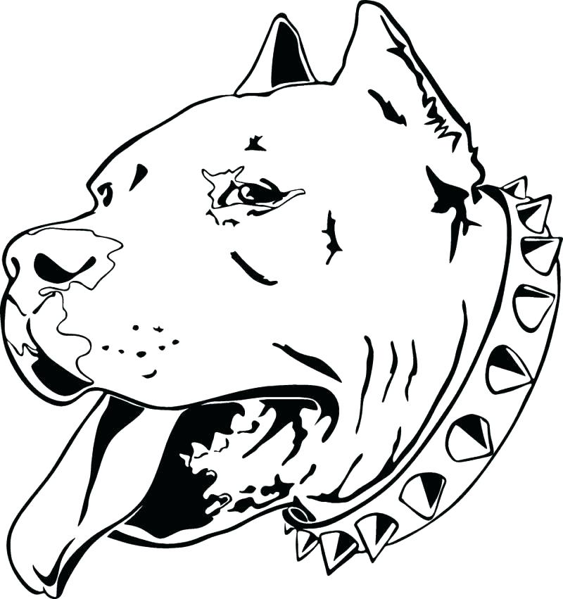 800x851 Pitbull Coloring Page Coloring Pages Coloring Page Medium Image