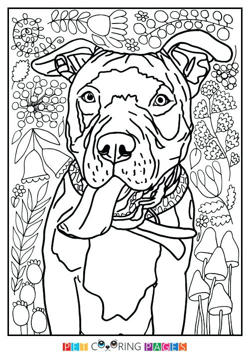 500x711 Pitbull Coloring Pages Pit Bull Terrier Coloring Page Cute Pitbull