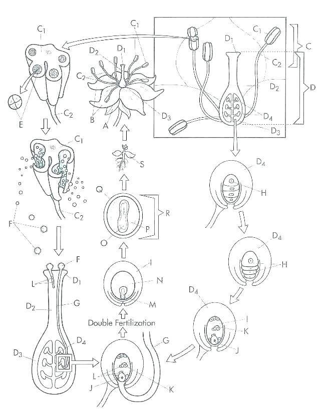 671x825 Division Coloring Pages Plant Cell Coloring Page Division Coloring