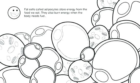 550x326 Plant Cell Coloring Page Plant Cell Coloring Page Images Animal