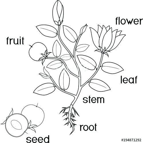 500x499 Parts Of A Plant Coloring Page Coloring Page Parts Of Plant