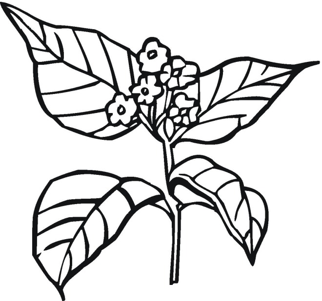 660x618 Plants Coloring Pages How Do Plants Grow Coloring Pages Kids