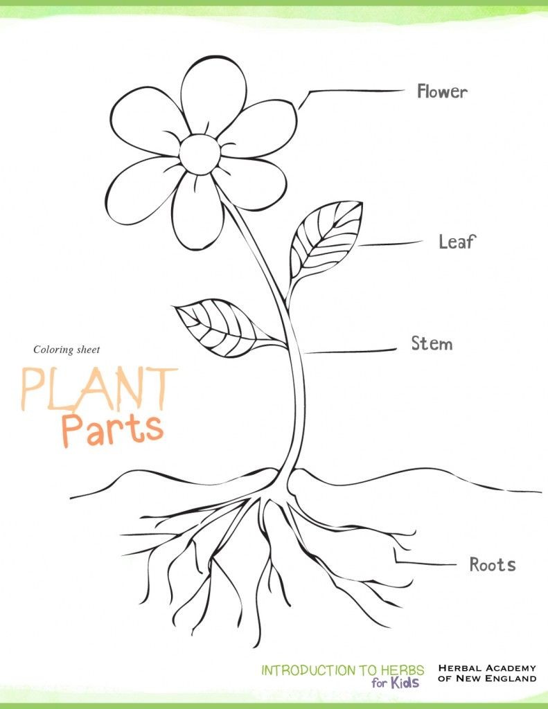 791x1024 Kindergarten Download Plant Parts Coloring Pages And Activities