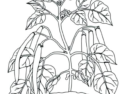 440x330 Plant Coloring Pages Top Rated Cell Coloring Page Pictures Plant
