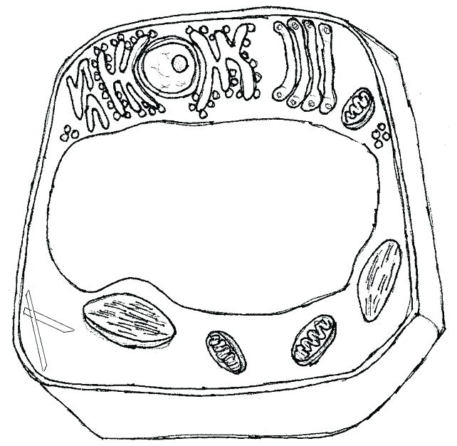642x626 Plant Coloring Sheet Animal Cell Coloring Sheet Plus Animal Cell