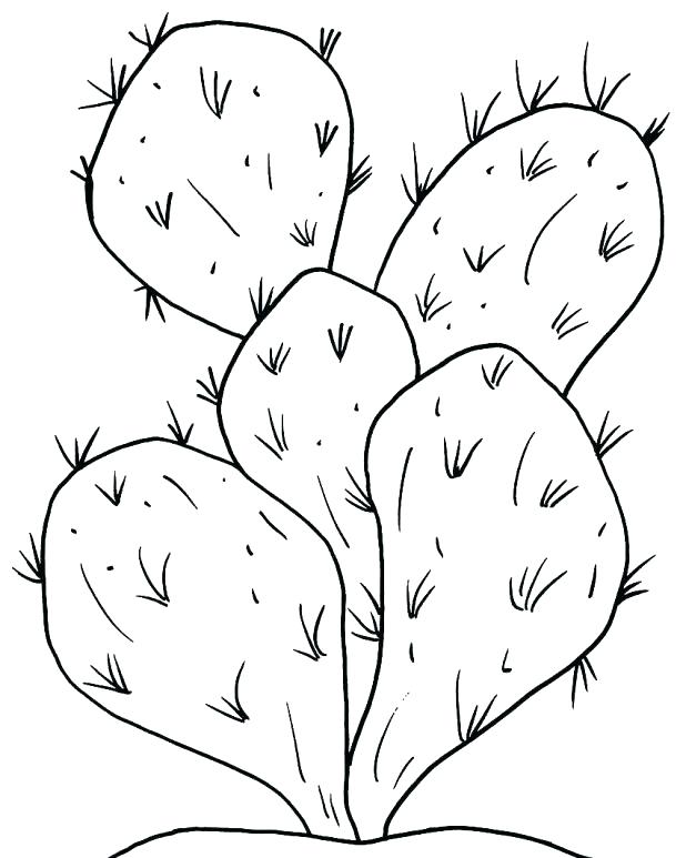 618x773 Plants Coloring Pages Preschool Parts Of A Plant Page Educational