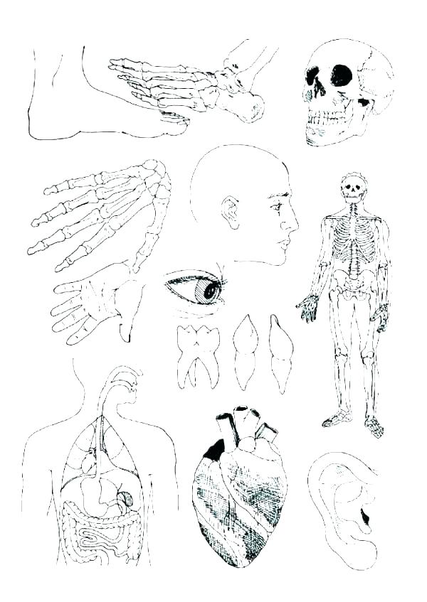 600x847 Biology Coloring Pages Biology Coloring Science Coloring Pages