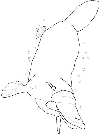 360x480 Platypus Coloring Page Platypus Coloring Page Platypus Coloring