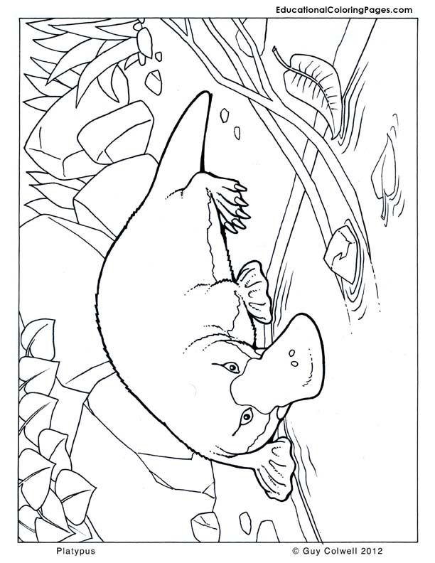 612x792 Platypus Coloring, Australian Animal Coloring Pages Summer Reads