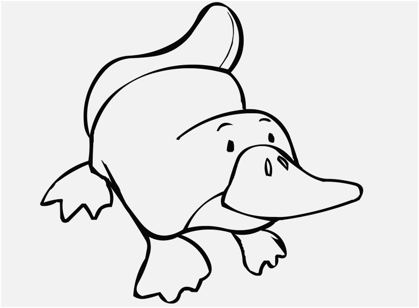 827x609 Wildlife Coloring Pages Concept Cool Platypus Coloring Pages