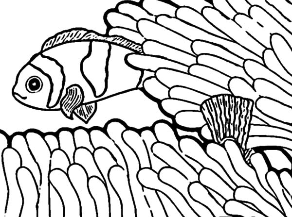 600x447 Anemon Is Clown Fish Playground Coloring Pages Best Place To Color