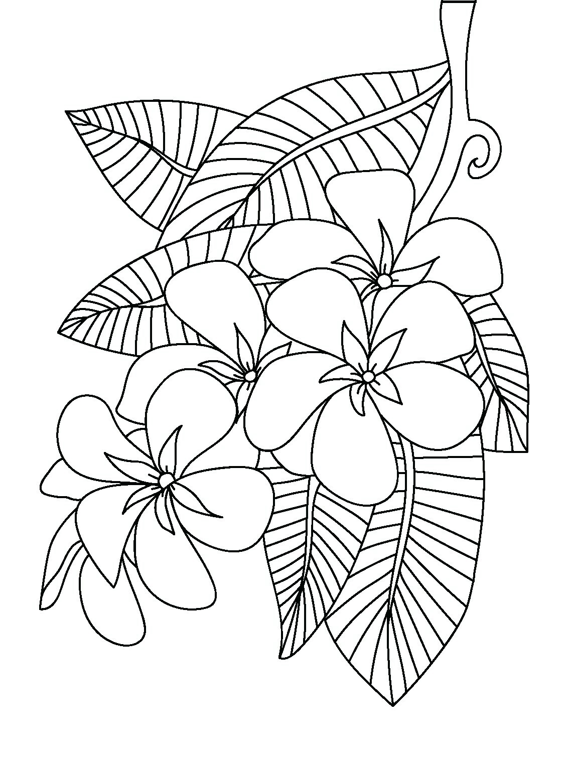 1132x1519 Frangipani Coloring Page Floral Coloring Pages For Adults