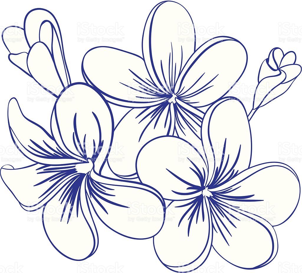1024x925 Beautiful Hand Drawn Plumeria Flowers Pretty Cute Sketch