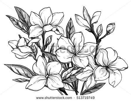 450x347 Drawn Flower Frangipani