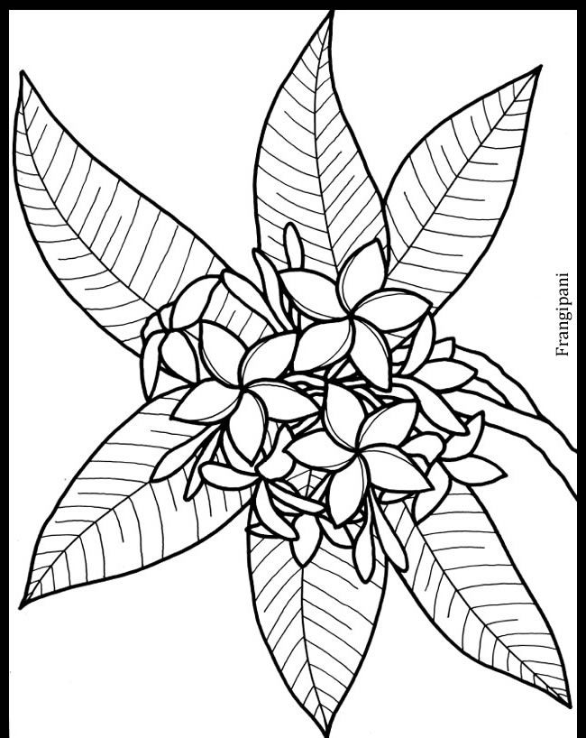 650x818 Frangipani