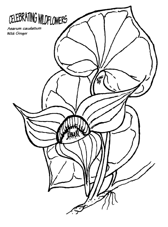 580x786 Asarum Caudatum Coloring Page