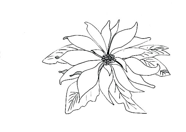 600x425 Poinsettia Coloring Page Picture Of Poinsettia Coloring Page