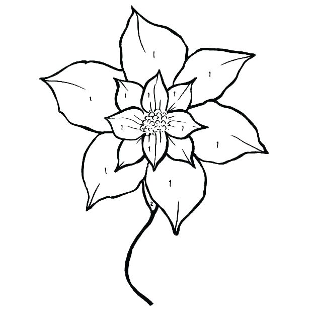 618x618 Poinsettia Coloring