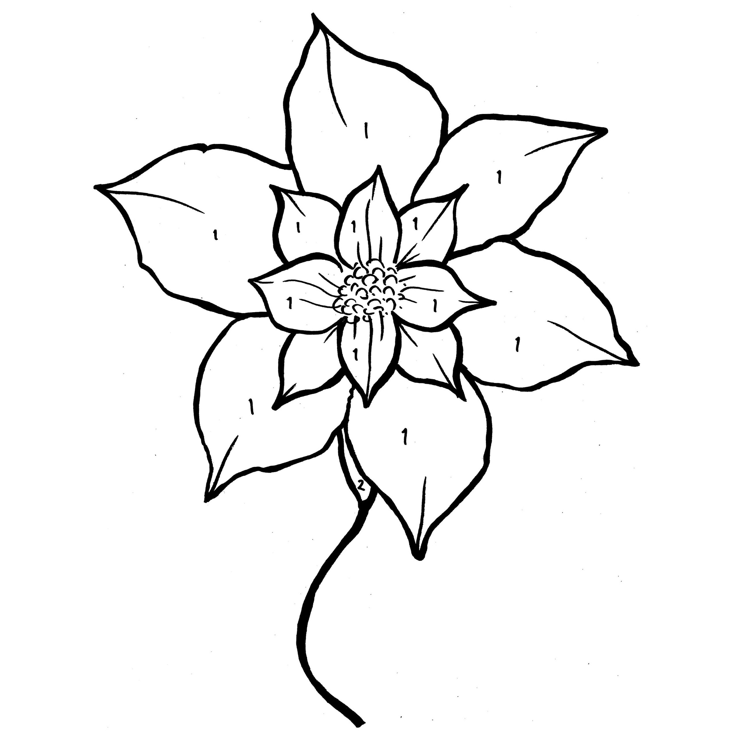 2560x2560 Poinsettia Or Christmas Flower Coloring Page Free Printable