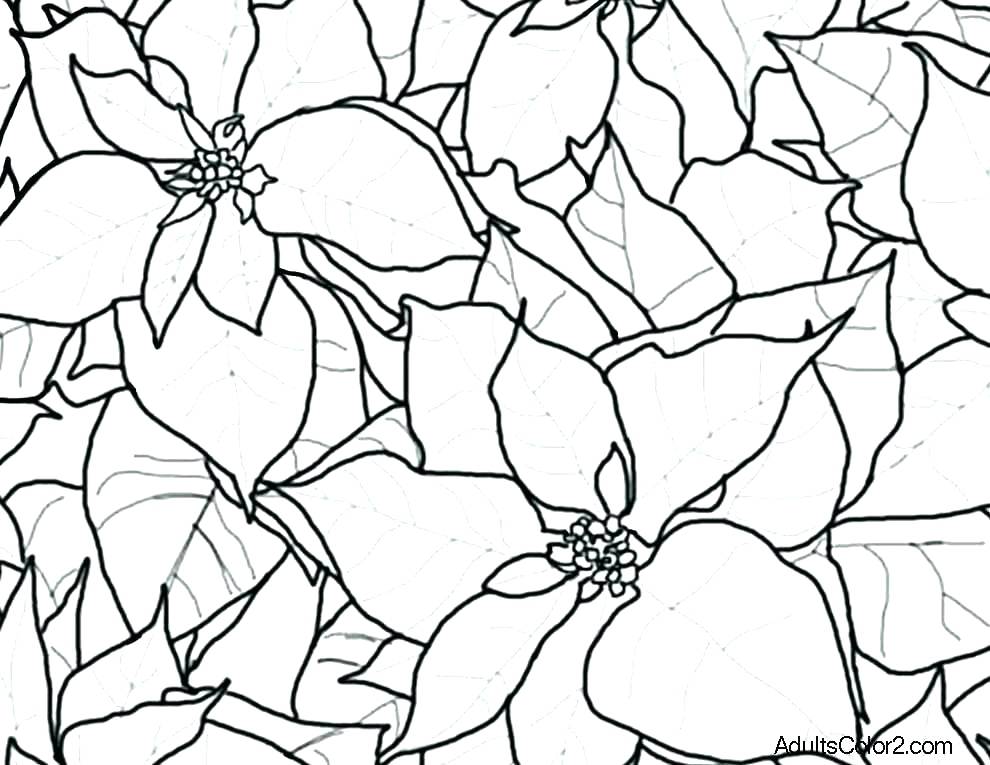 990x765 Poinsettia Coloring Page