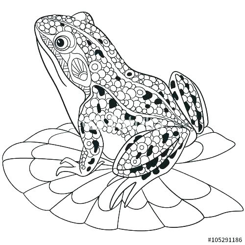 500x500 Frogs Coloring Pages Frog Coloring Pages Tree Frog Tropical