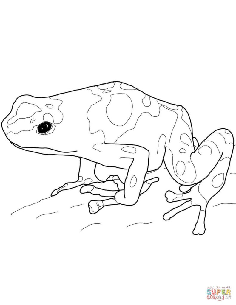 Poison Dart Frog Coloring Page at GetDrawings | Free download