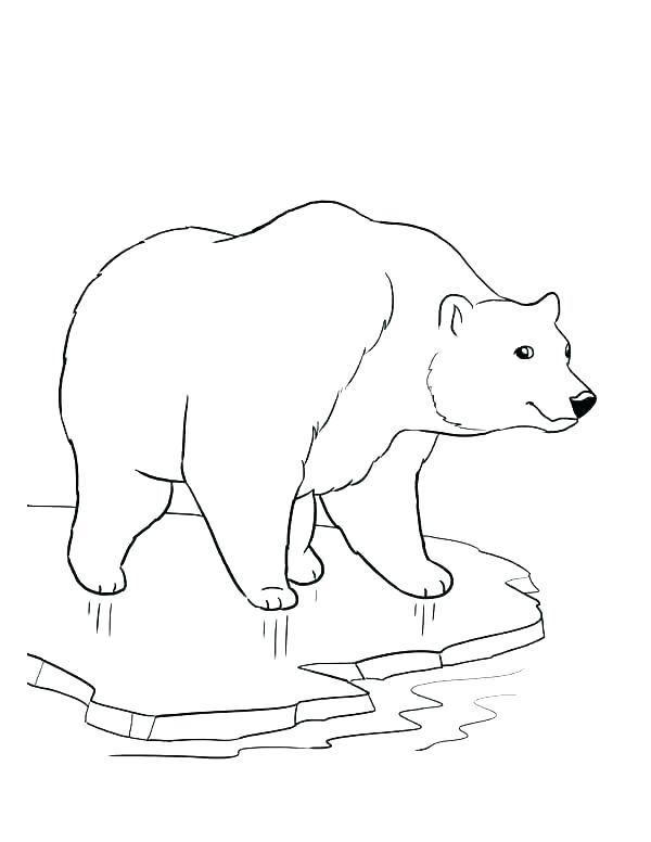 600x776 Bears Coloring Pages Polar Bear Coloring Pages Hibernating Bear