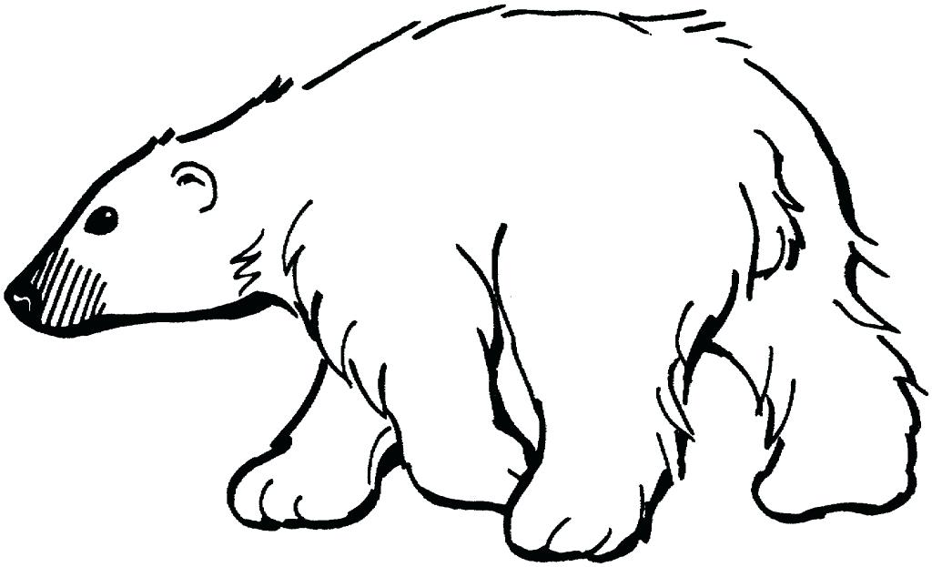 1024x623 Polar Bear Coloring Page Polar Bear Coloring Page Printable