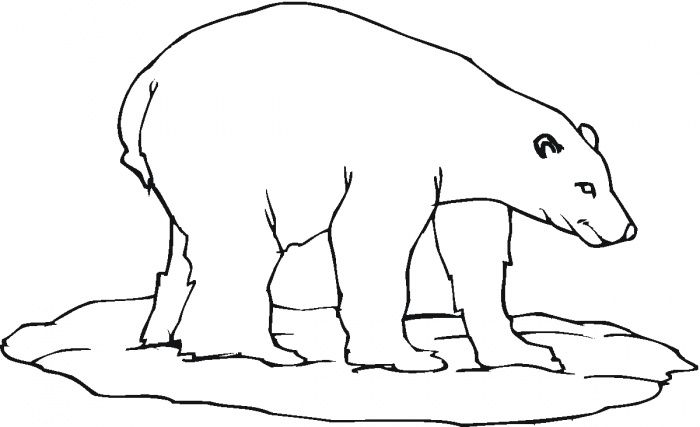 700x427 Polar Bear Colouring In Embrodiey Polar Bear