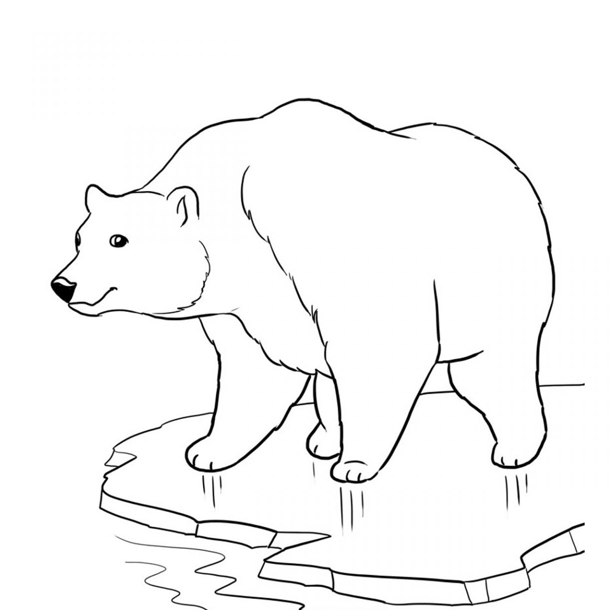 1224x1224 Polarar Printable Coloring Pages Baby Sheets Animalst Best Polar